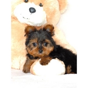 Teacup Juliette is our full breed IKC reg Yorkie Female!